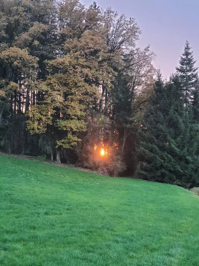 Sonnenuntergang durch den Wald